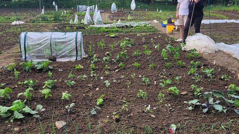 Vorschaubild Saisongarten zu verpachten - eigenes Gemüse und Salat anbauen