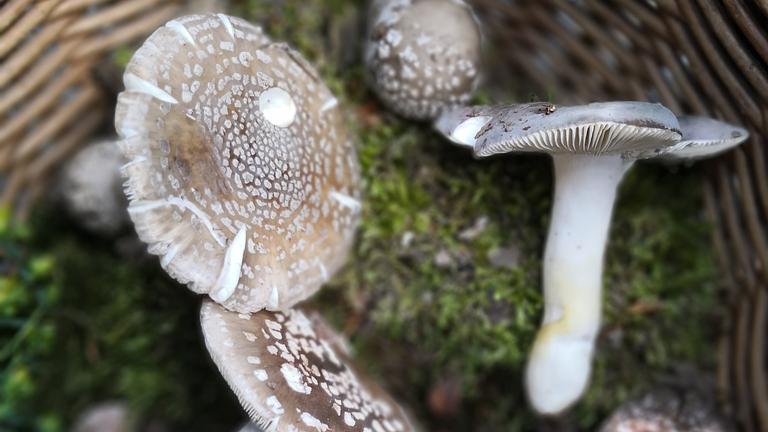 Pilzseminare und Pilz(lehr)wanderungen