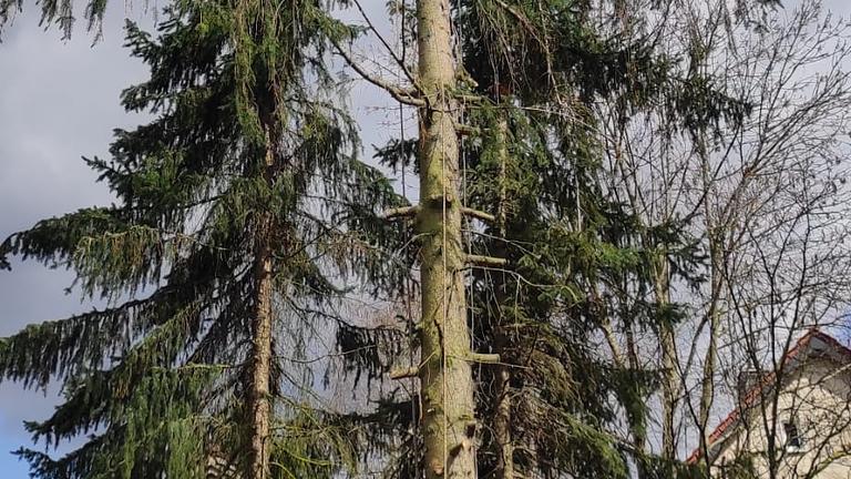 Baum Pflege und Fällung mit Kletter Technik ohne Hebebühne