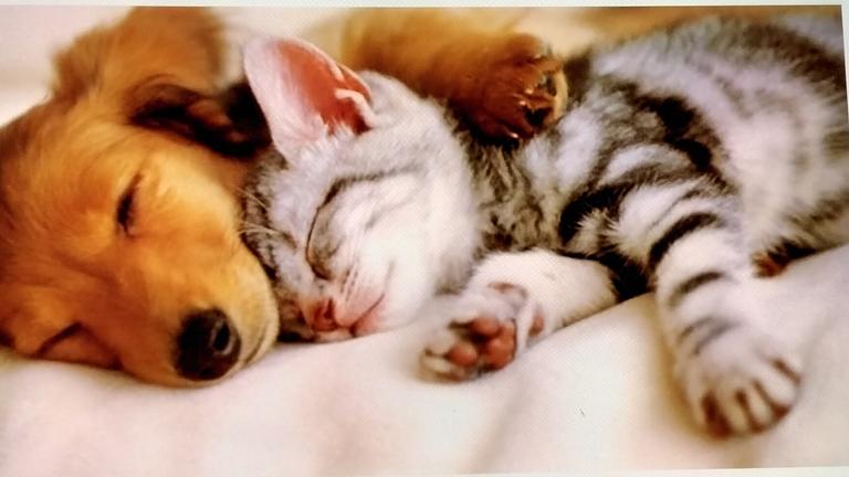 Vorschaubild Massage für Hund und Katze