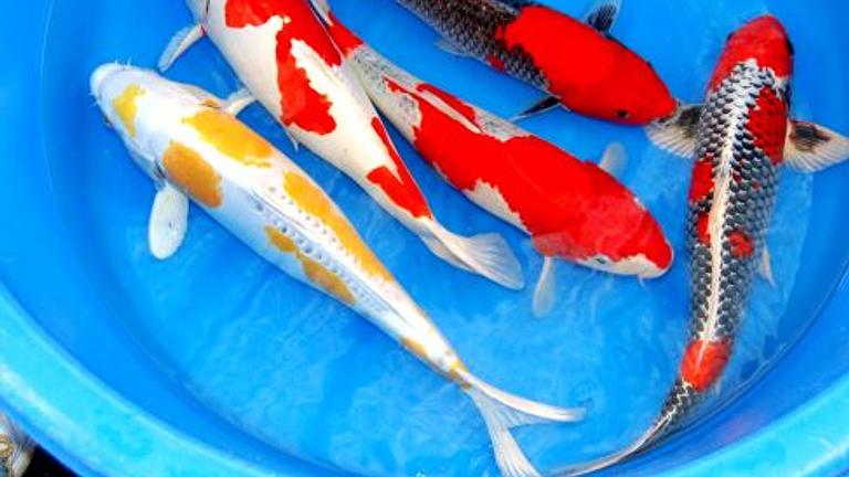 Koi,Teichfische,Biotopfische,Goldfische uvm. // Fischfarm Eske